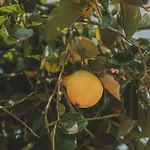 Clementina בית נופש *