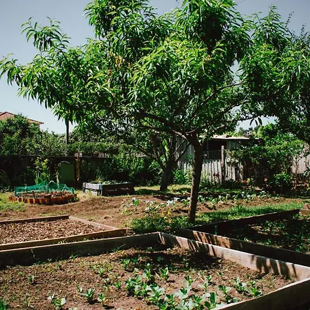 Clementina * Barcelos