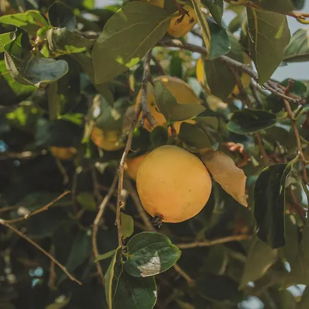 Clementina Σπίτι διακοπών *
