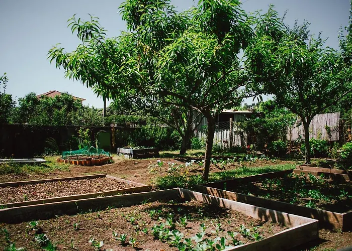 Clementina * Barcelos