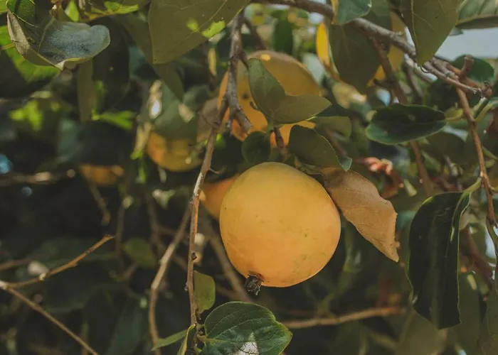 Clementina Nyaraló *